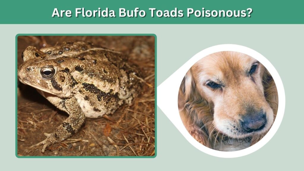Are Florida Bufo Toads Poisonous?