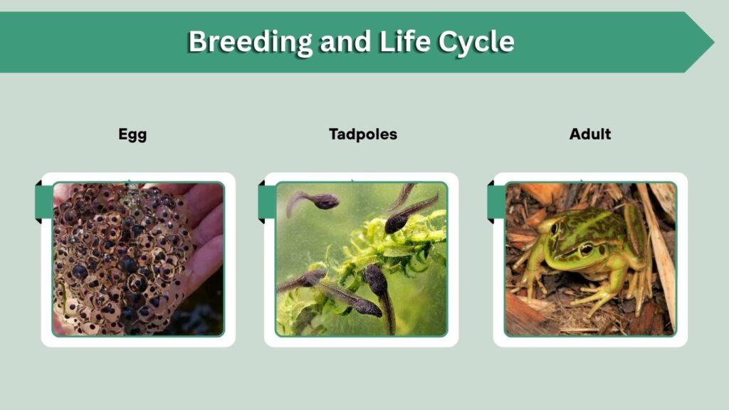 Breeding and Life Cycle