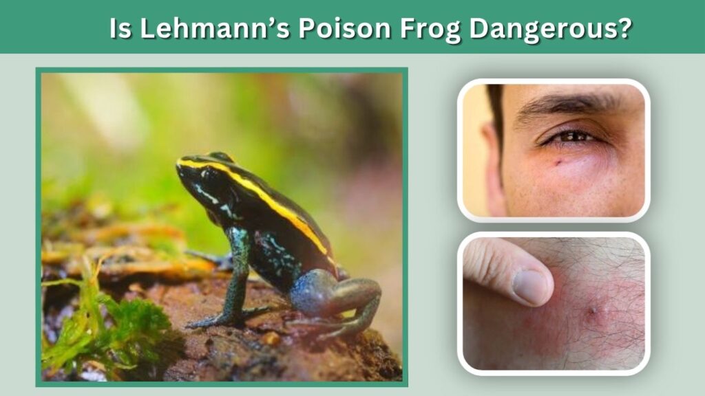 Is Lehmann’s Poison Frog Dangerous?