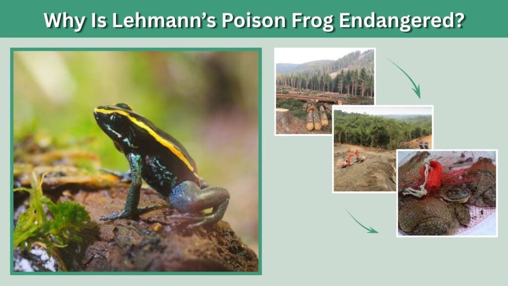 Why Is Lehmann’s Poison Frog Endangered?