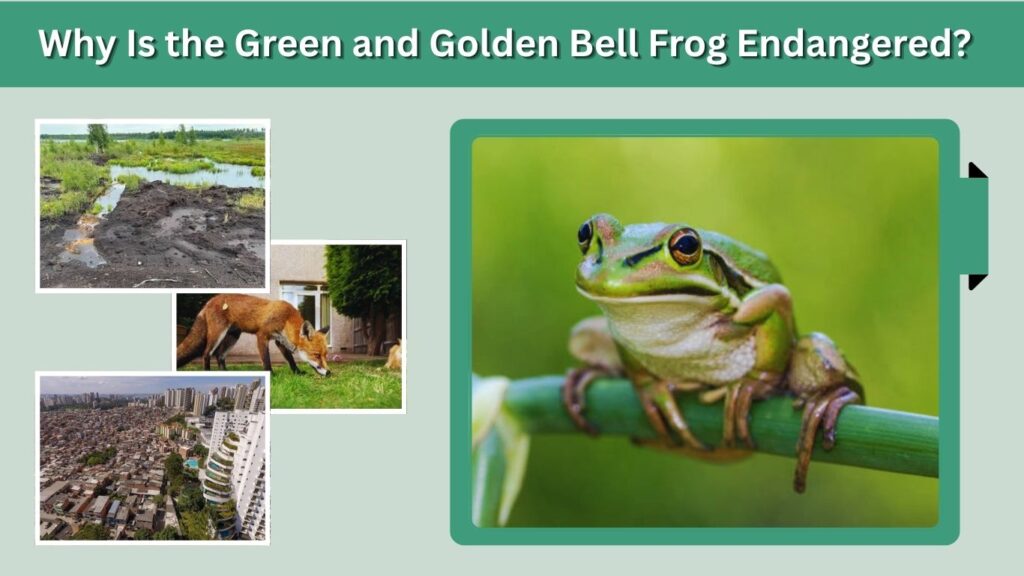 Why Is the Green and Golden Bell Frog Endangered?