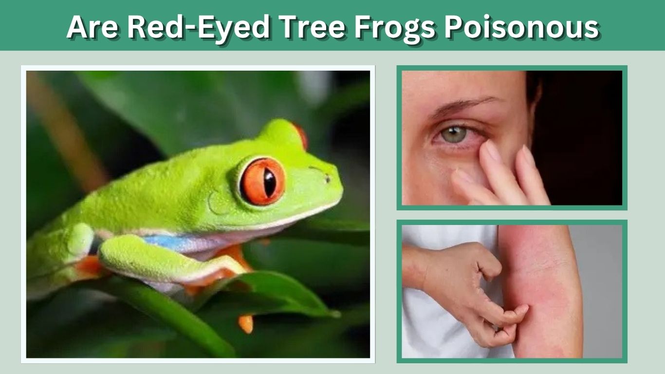 Are Red-Eyed Tree Frogs Poisonous? Myths vs Facts