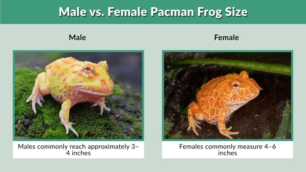 Male vs. Female Pacman Frog Size