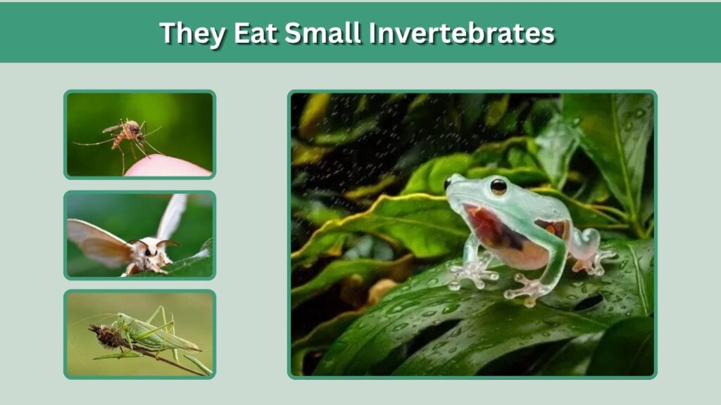 They Eat Small Invertebrates