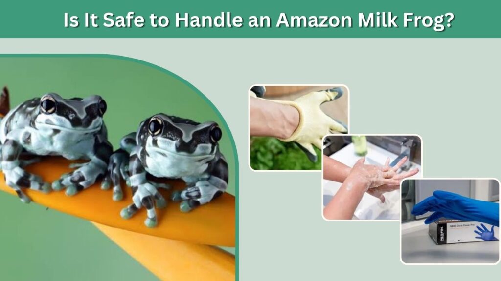 Is It Safe to Handle an Amazon Milk Frog?
