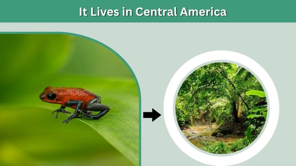 It Lives in Central America