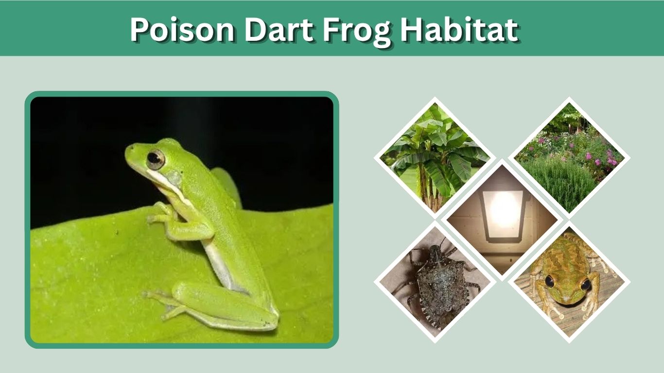 Florida Green Tree Frog: Sounds, Habitat, Diet and Facts