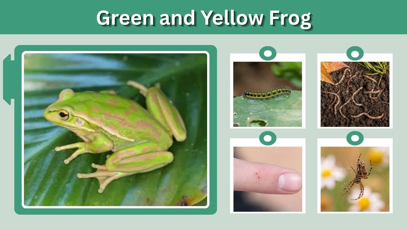 Green and Yellow Frog: Species, Identification & Safety