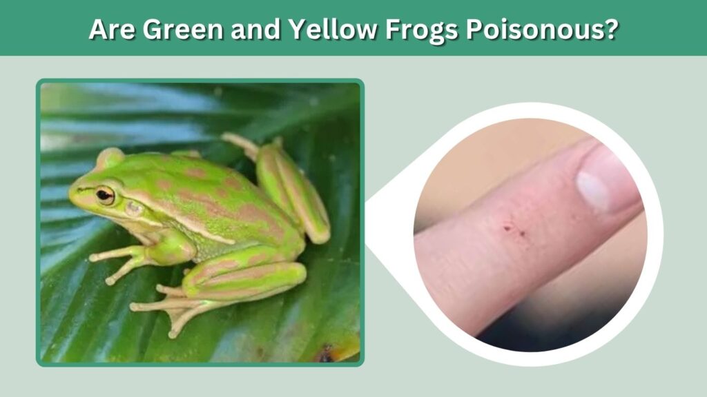 Are Green and Yellow Frogs Poisonous?