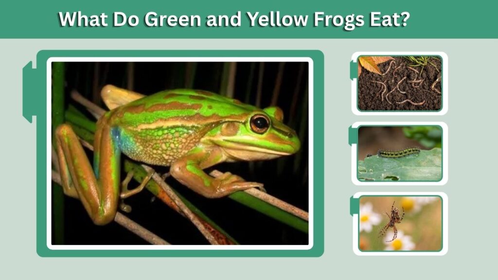What Do Green and Yellow Frogs Eat?