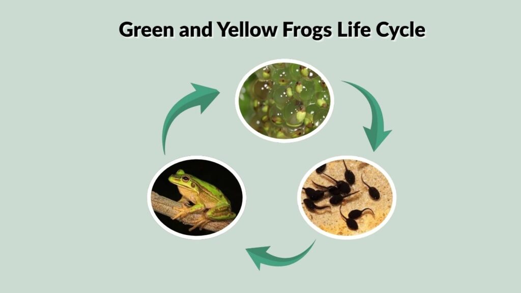 Green and Yellow Frogs Life Cycle