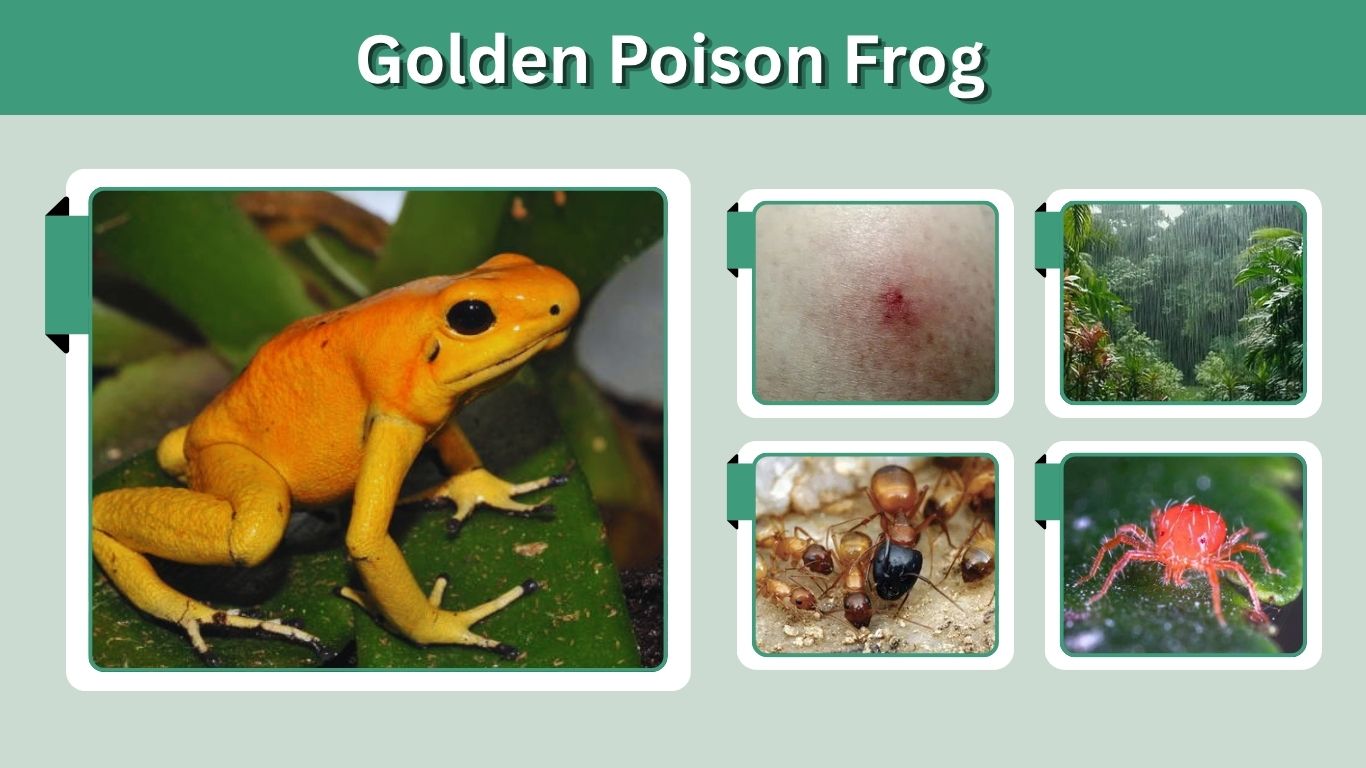 Golden Poison Frog: Toxicity, Habitat, Diet and Facts
