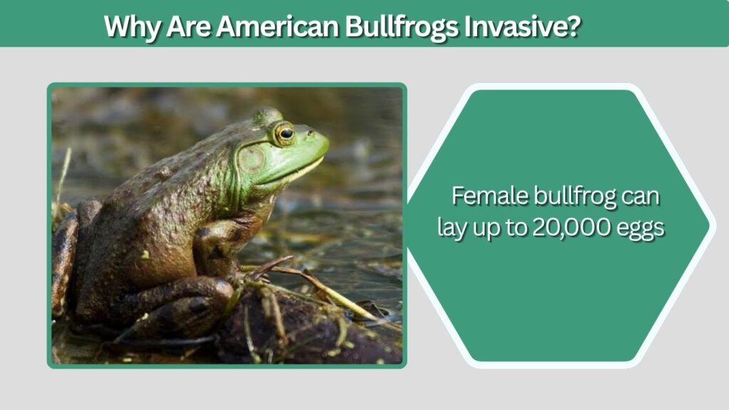 Why Are American Bullfrogs Invasive?