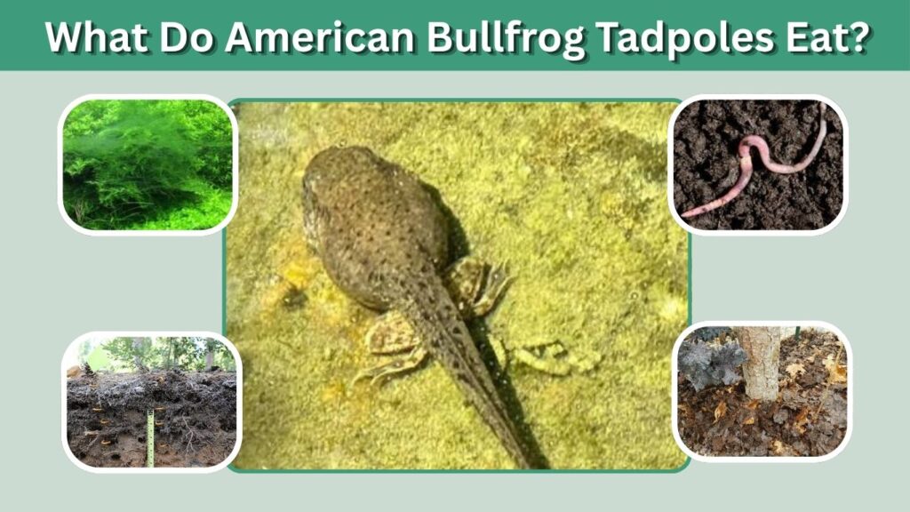 What Do American Bullfrog Tadpoles Eat?