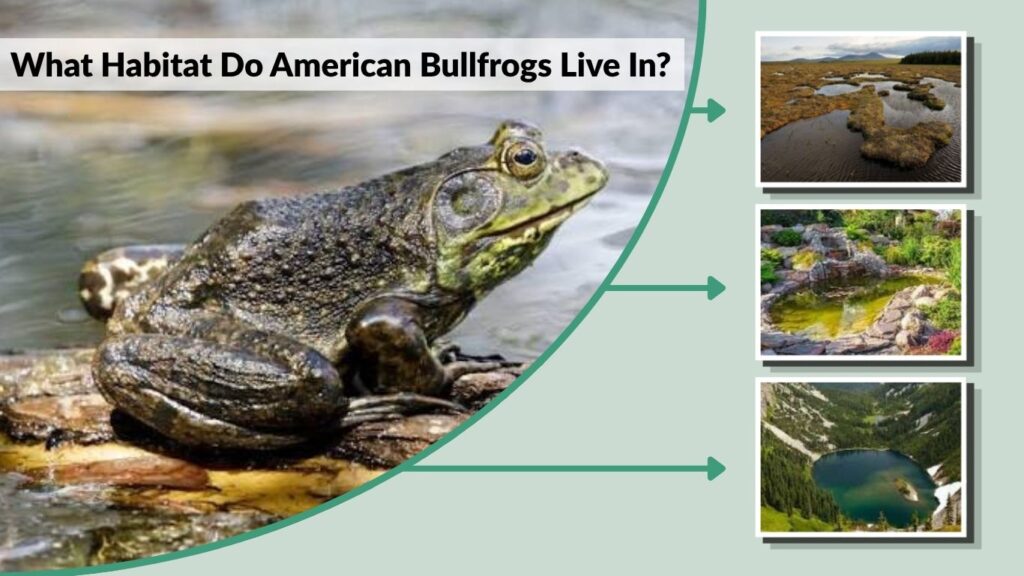 What Habitat Do American Bullfrogs Live In?