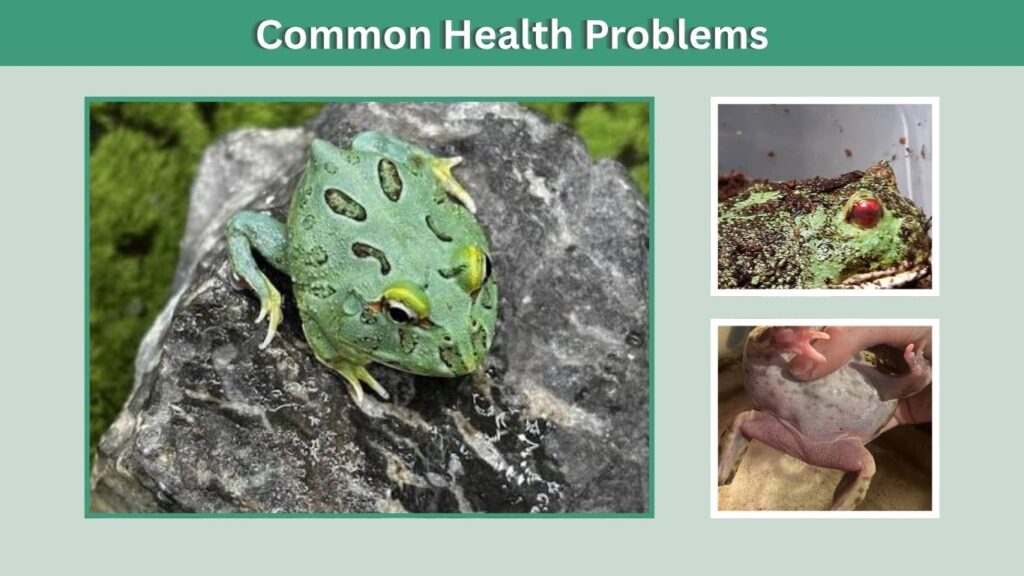 Common Health Problems