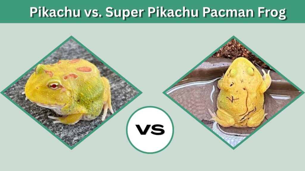 Pikachu vs. Super Pikachu Pacman Frog