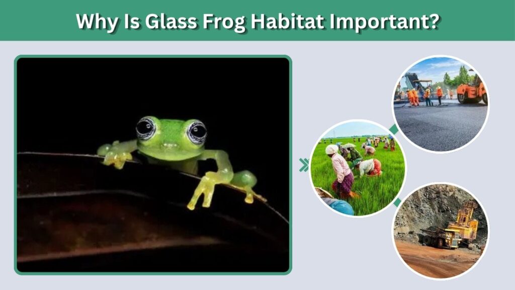Why Is Glass Frog Habitat Important?
