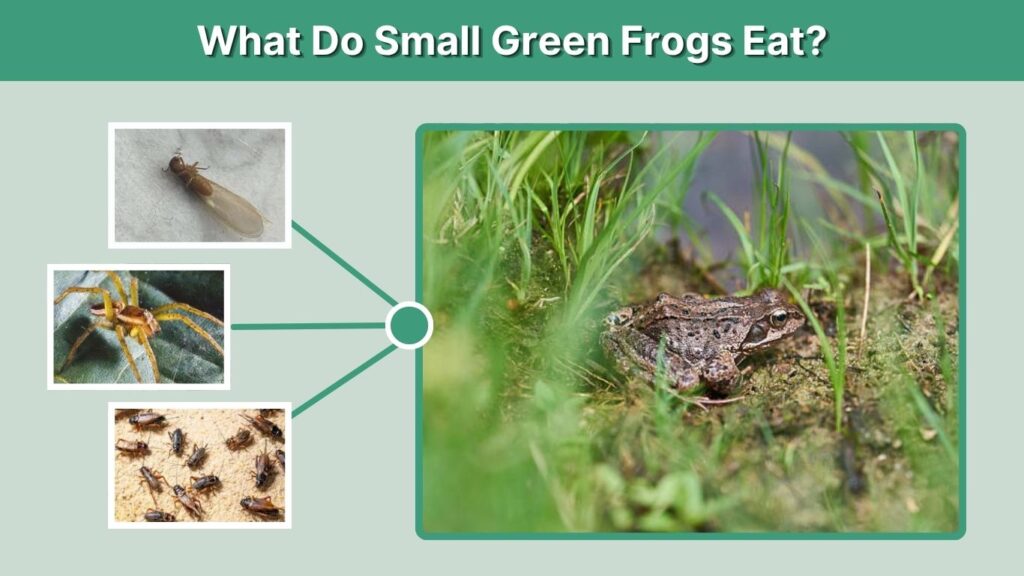 What Do Small Green Frogs Eat?