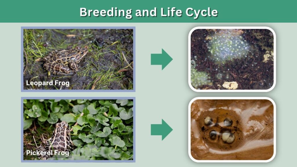 Breeding and Life Cycle