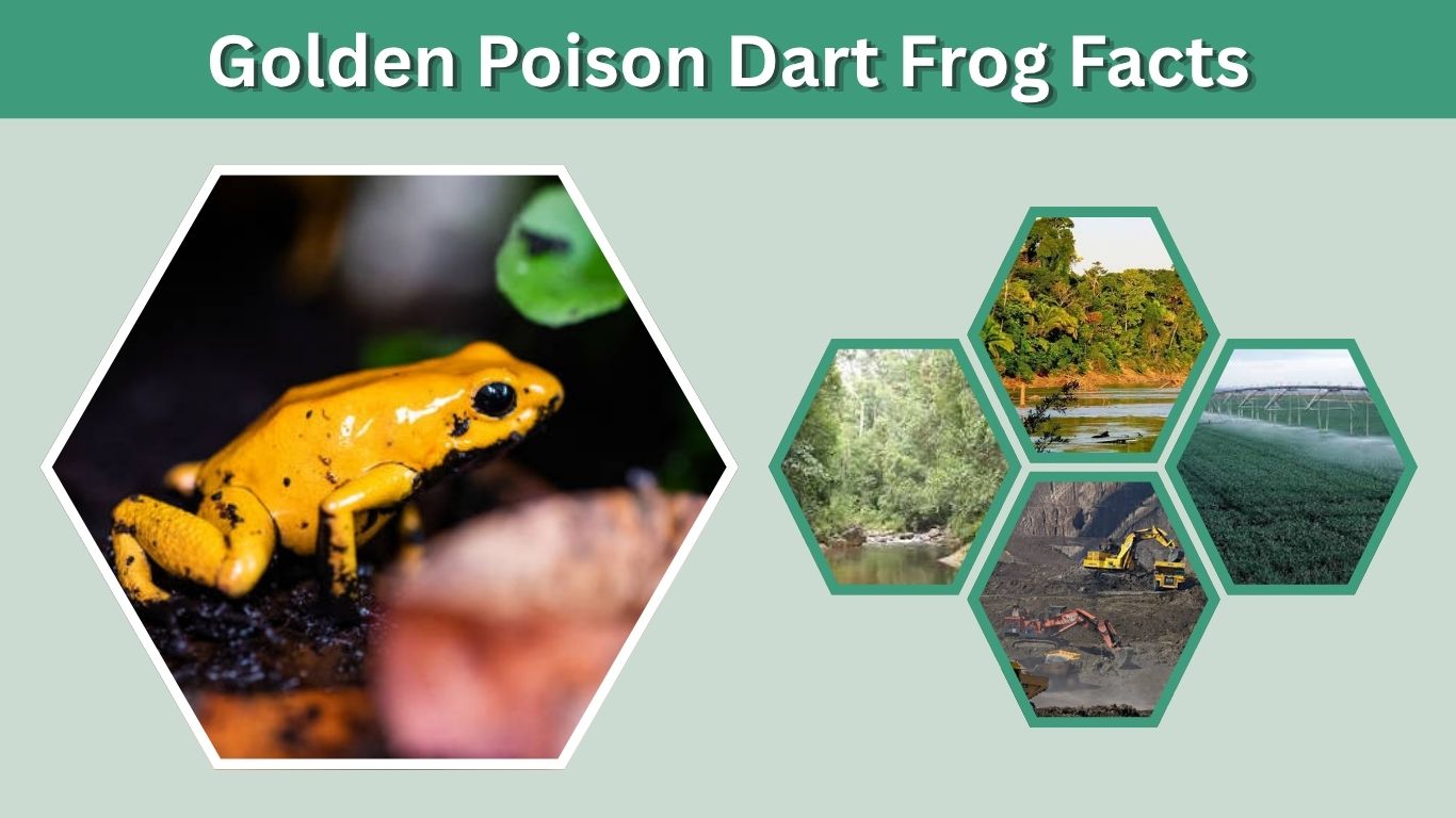 Golden Poison Dart Frog Facts: 12 Amazing Things to Know