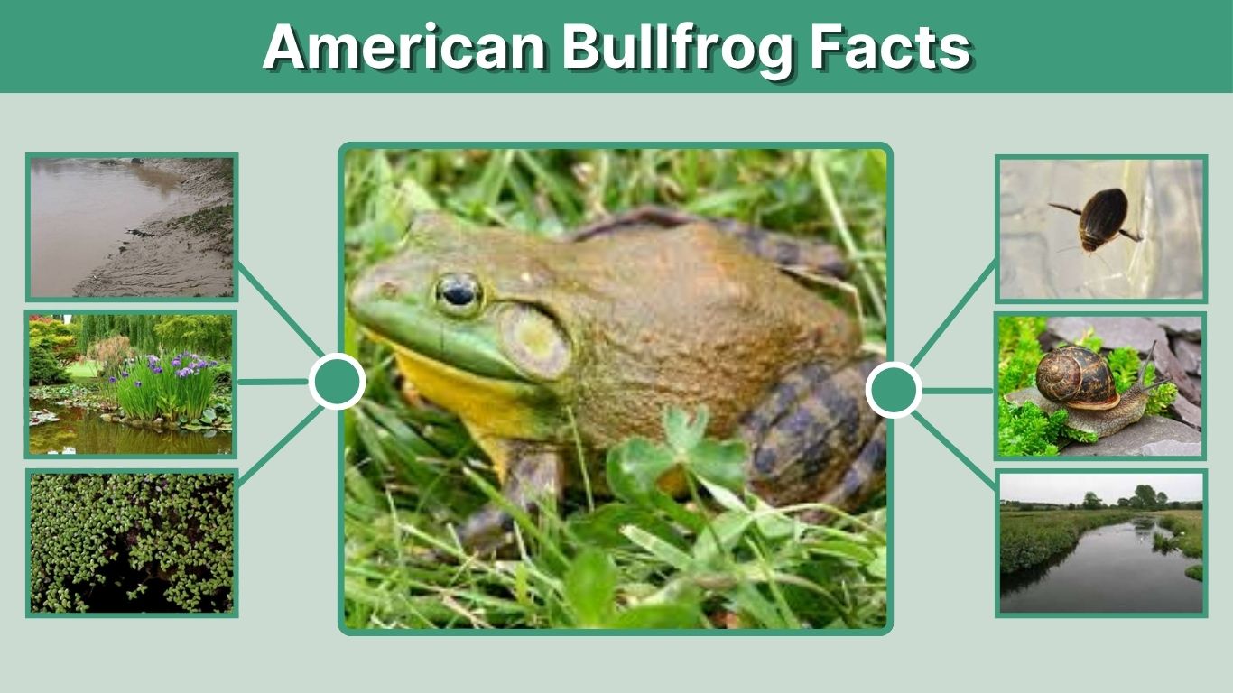 American Bullfrog Facts: 12 Interesting Things to Know