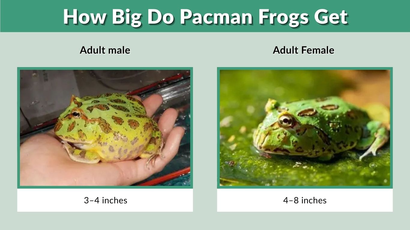 How Big Do Pacman Frogs Get? Complete Size Guide