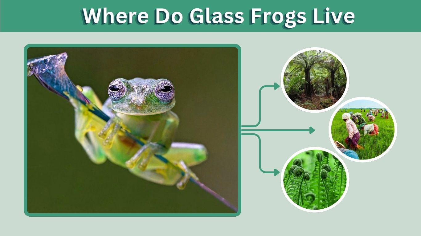 Where Do Glass Frogs Live? Habitat, Range and Rainforest Life
