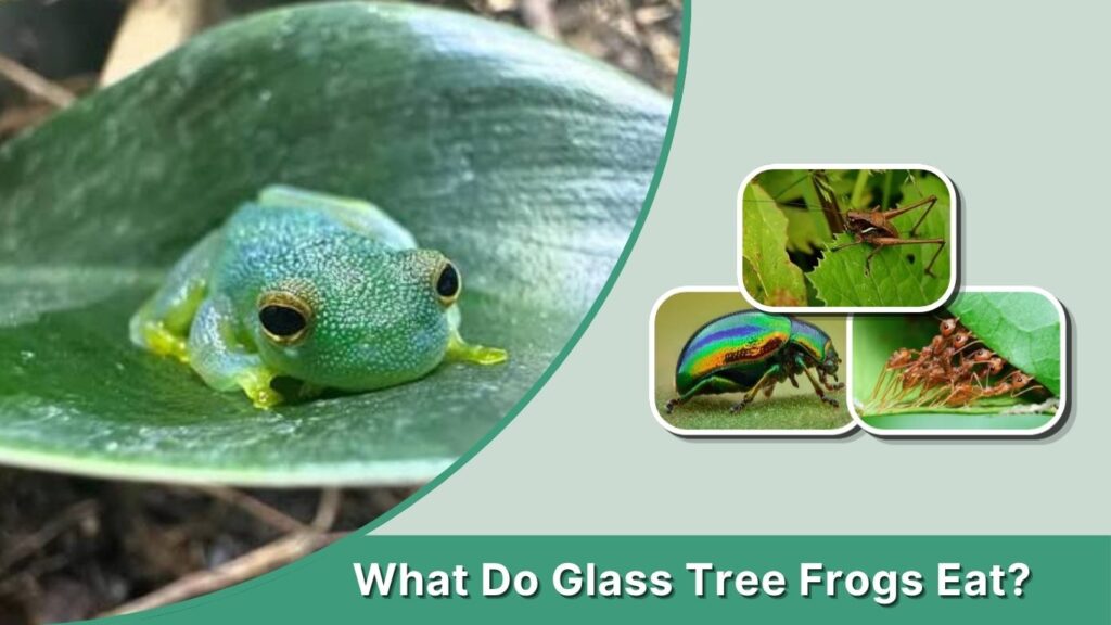 What Do Glass Tree Frogs Eat?