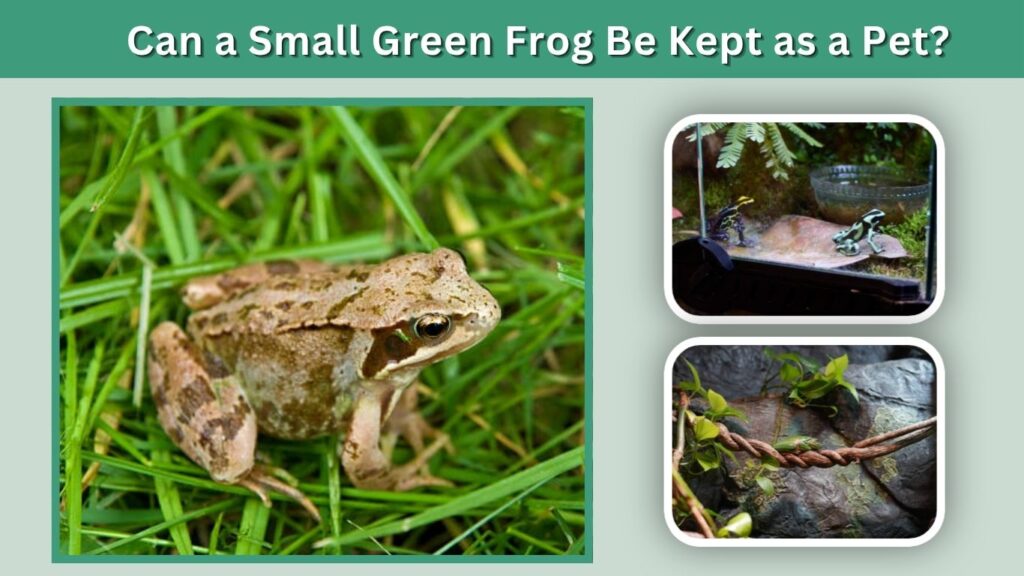 Can a Small Green Frog Be Kept as a Pet?