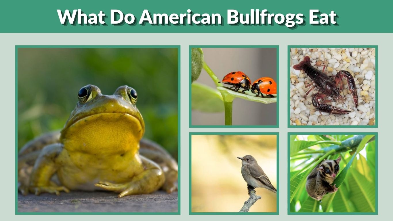What Do American Bullfrogs Eat? 10 Common Foods