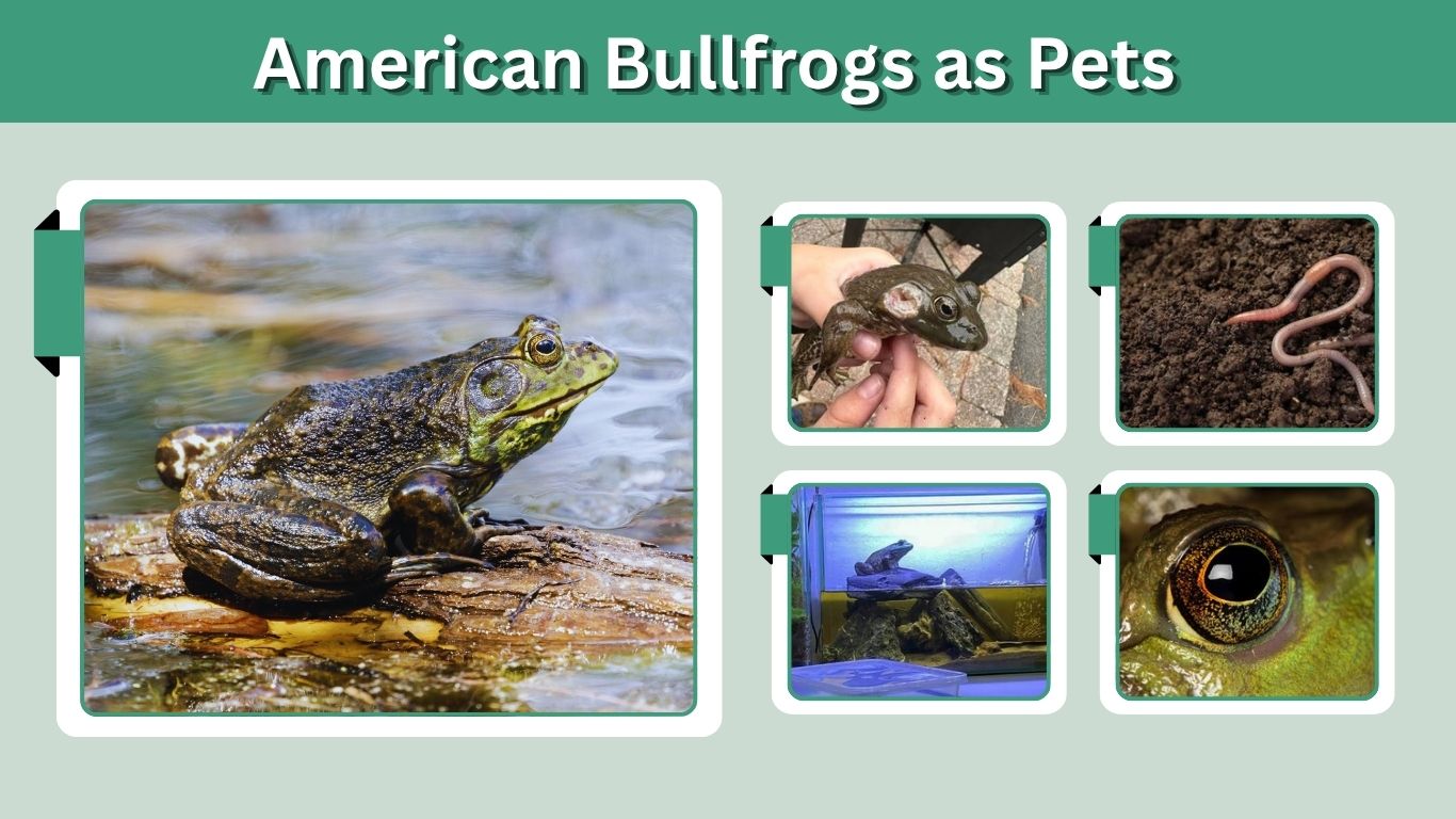 American Bullfrogs as Pets: Care, Setup and Warnings