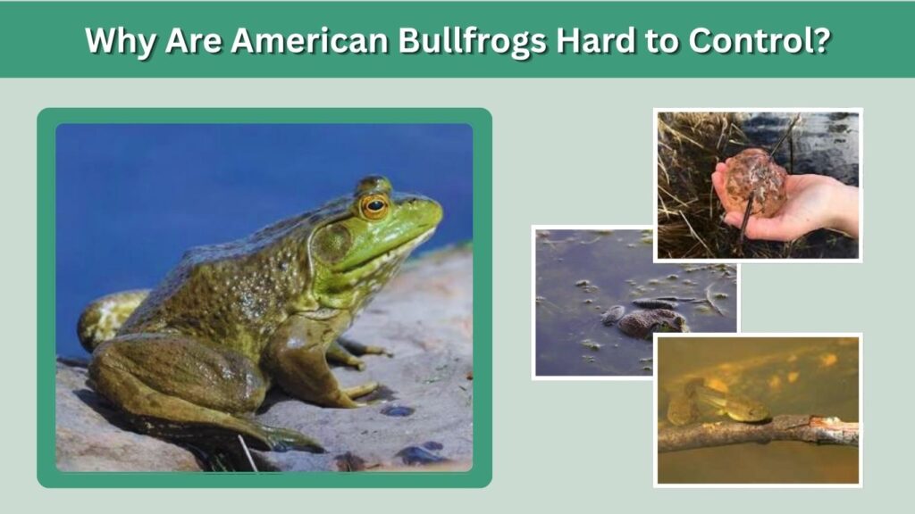 Why Are American Bullfrogs Hard to Control?