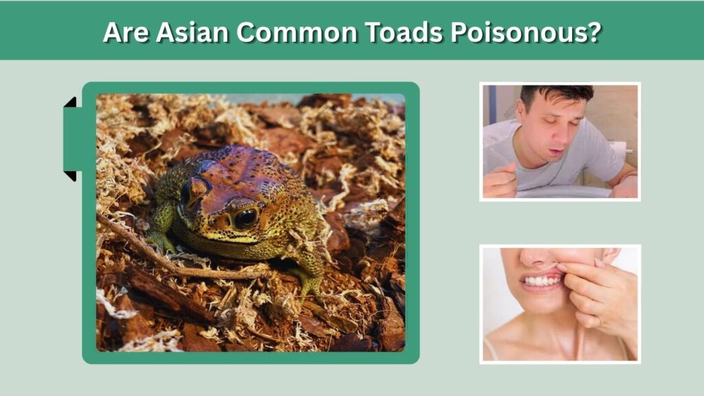 Are Asian Common Toads Poisonous?