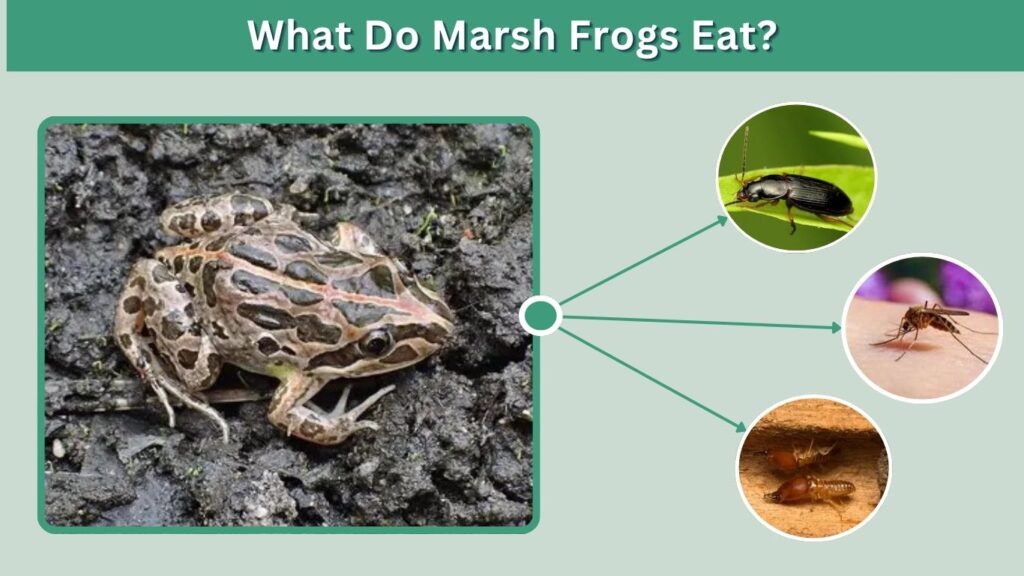 What Do Marsh Frogs Eat?