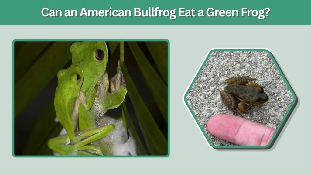 Can an American Bullfrog Eat a Green Frog?