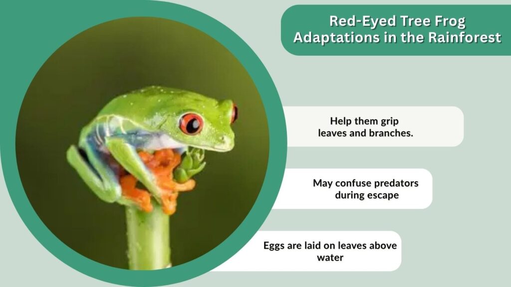 Red-Eyed Tree Frog Adaptations in the Rainforest