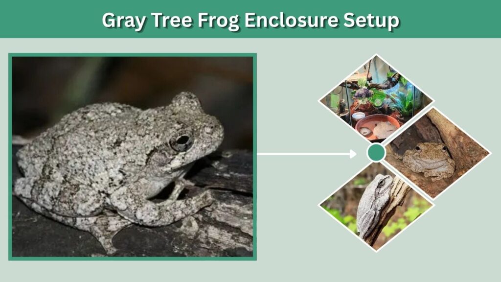 Gray Tree Frog Enclosure Setup