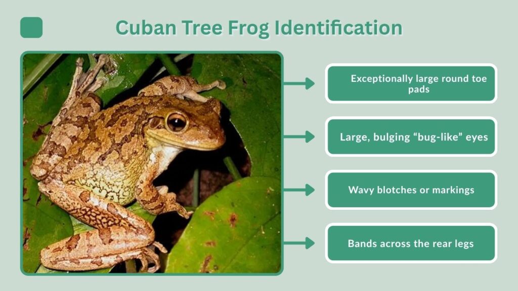 Cuban Tree Frog Identification
