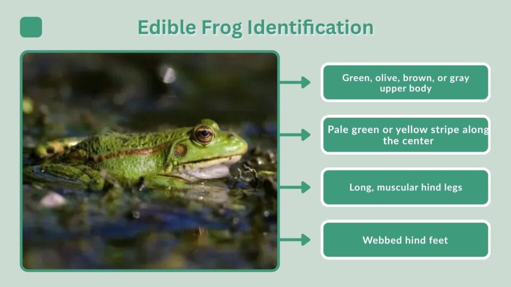 Edible Frog Identification