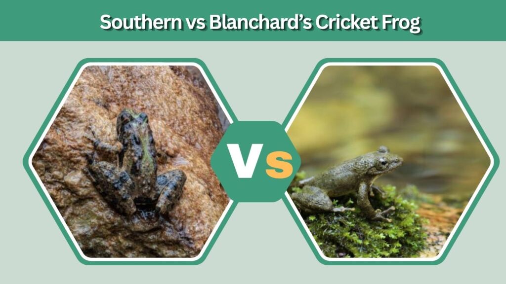 Southern vs Blanchard’s Cricket Frog