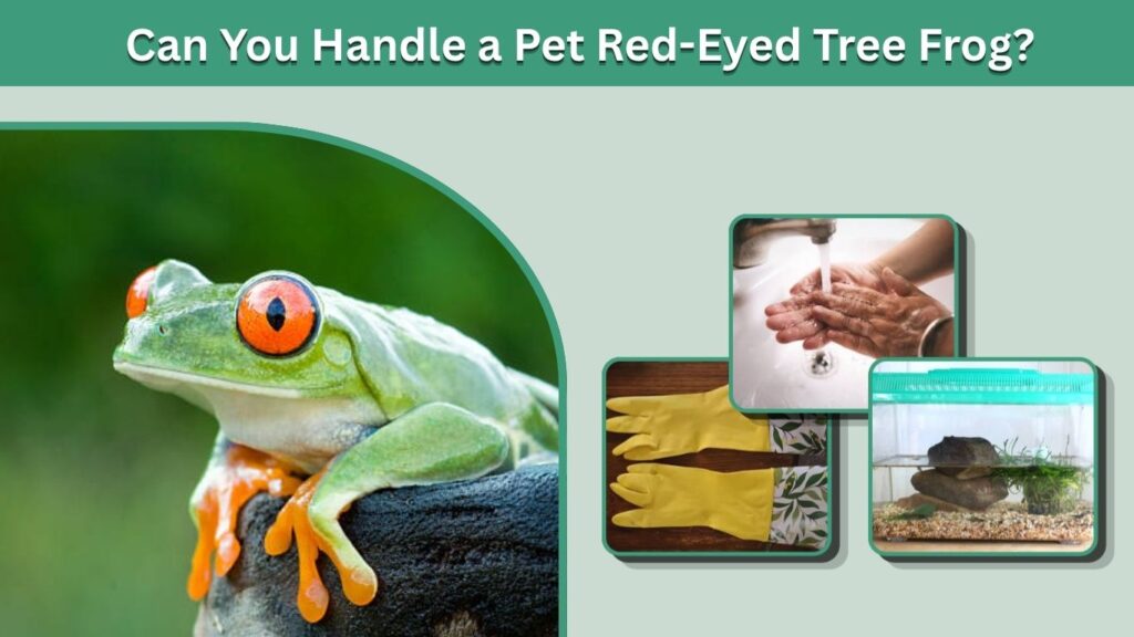 Can You Handle a Pet Red-Eyed Tree Frog?