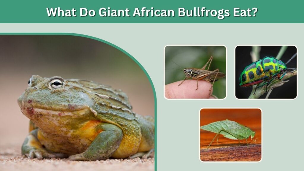 What Do Giant African Bullfrogs Eat?
