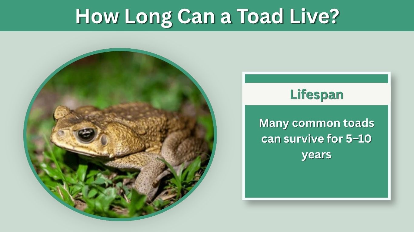How Long Can a Toad Live? Lifespan, Food & Water Survival