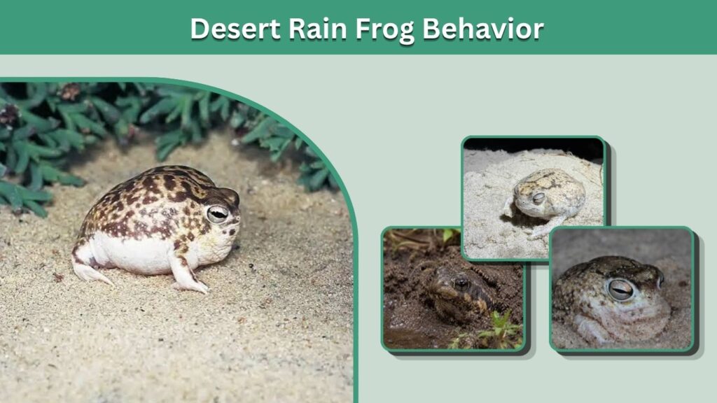 Desert Rain Frog Behavior