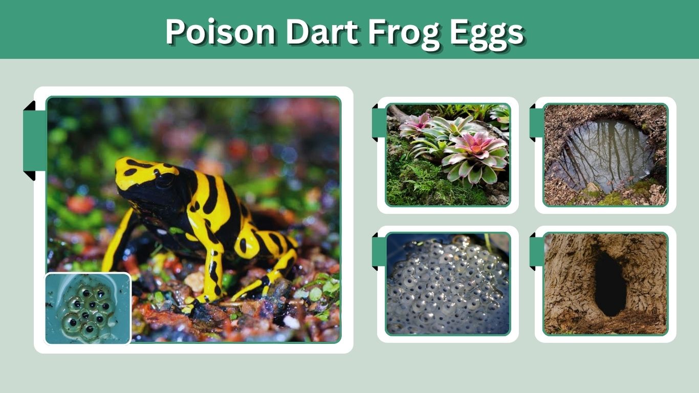 Poison Dart Frog Eggs: Laying, Hatching, and Development