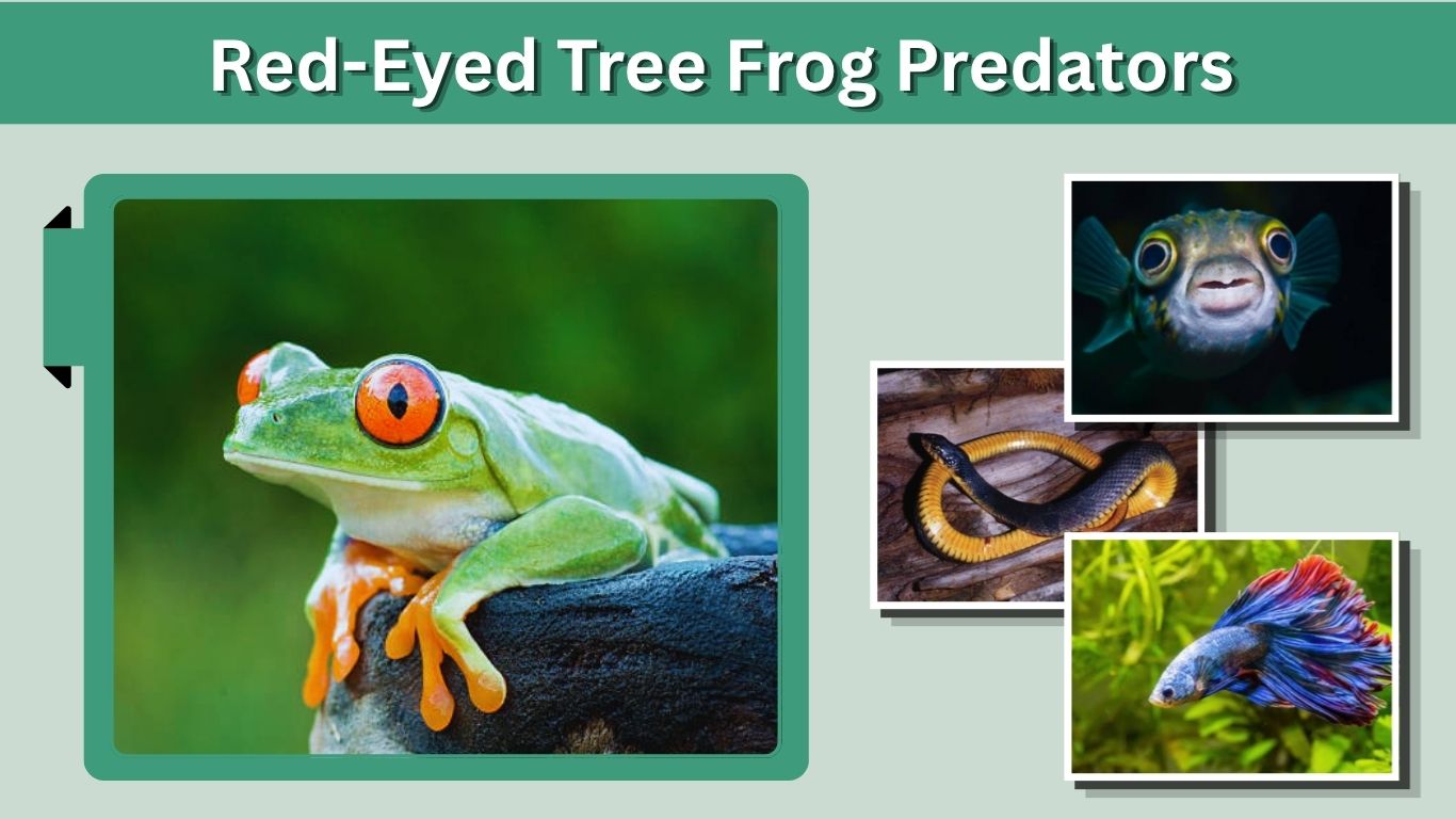 Red-Eyed Tree Frog Predators: What Eats Them?
