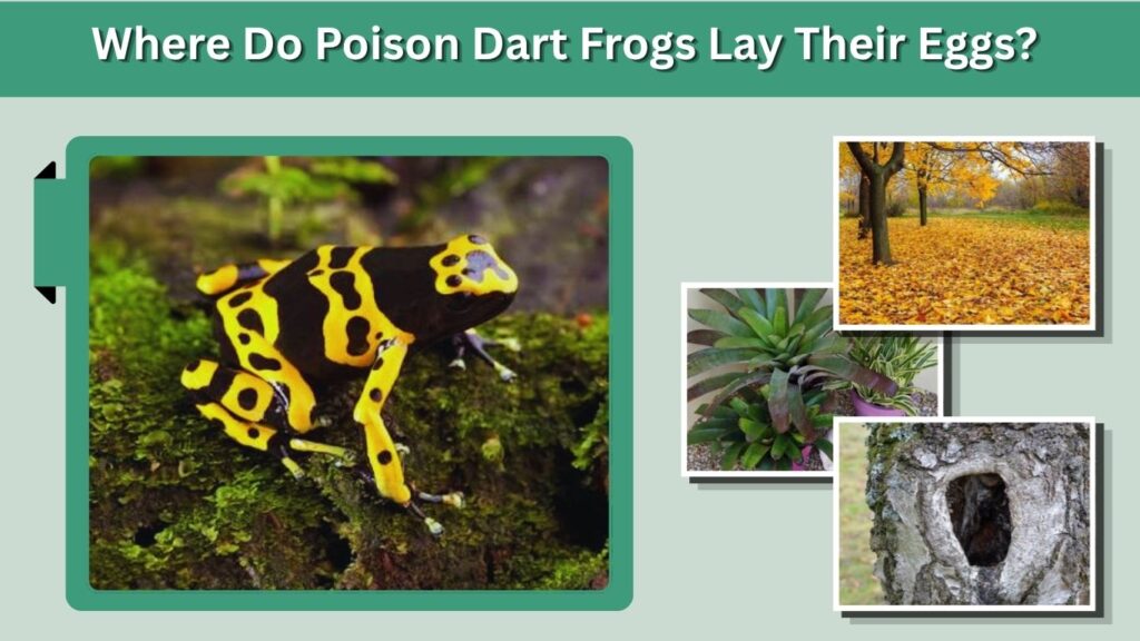 Where Do Poison Dart Frogs Lay Their Eggs?