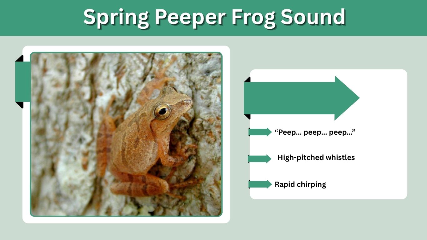 Spring Peeper Frog Sound: What It Means and How It Sounds