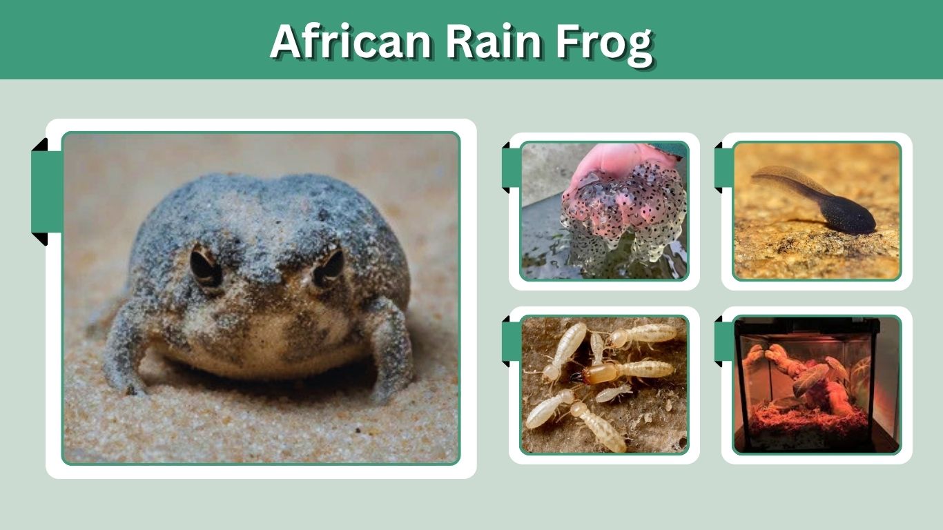 African Rain Frog: Habitat, Care, Sound and Facts